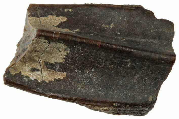 Fossil Hadrosaur (Edmontosaurus) Partial Tooth - Wyoming #323958